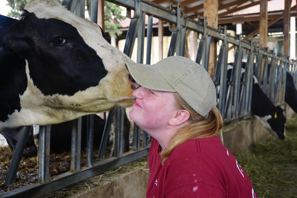 Cow kiss.